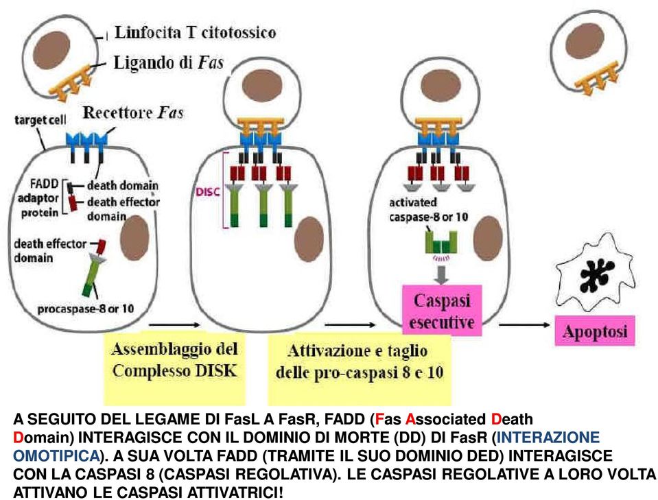 A SUA VOLTA FADD (TRAMITE IL SUO DOMINIO DED) INTERAGISCE CON LA CASPASI 8