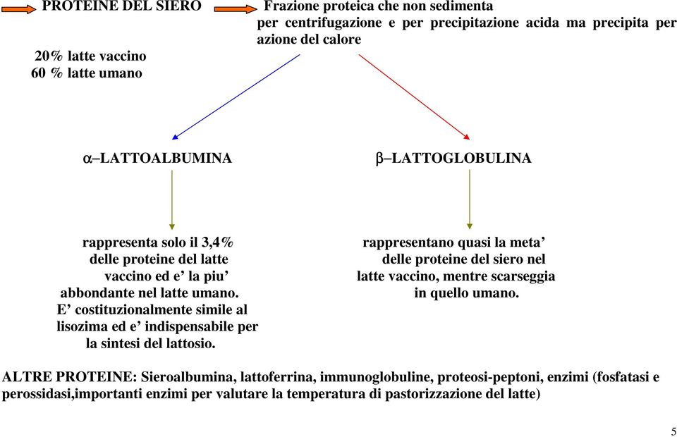 vaccino, mentre scarseggia abbondante nel latte umano. in quello umano. E costituzionalmente simile al lisozima ed e indispensabile per la sintesi del lattosio.