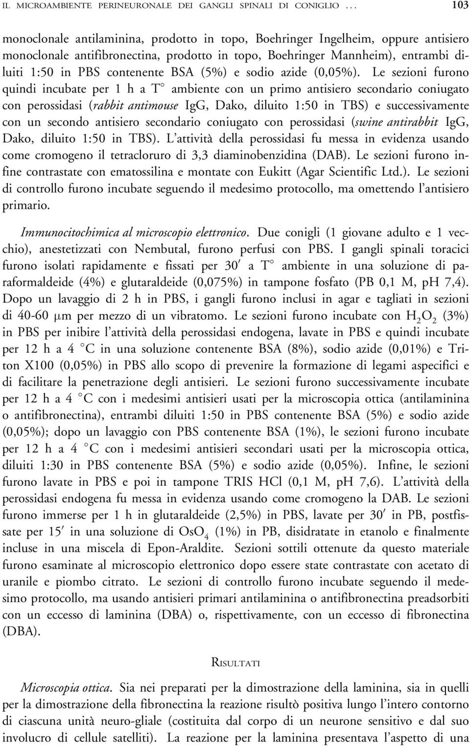 Le sezioni furono quindi incubate per 1 h a T ambiente con un primo antisiero secondario coniugato con perossidasi (rabbit antimouse IgG, Dako, diluito 1:50 in TBS) e successivamente con un secondo