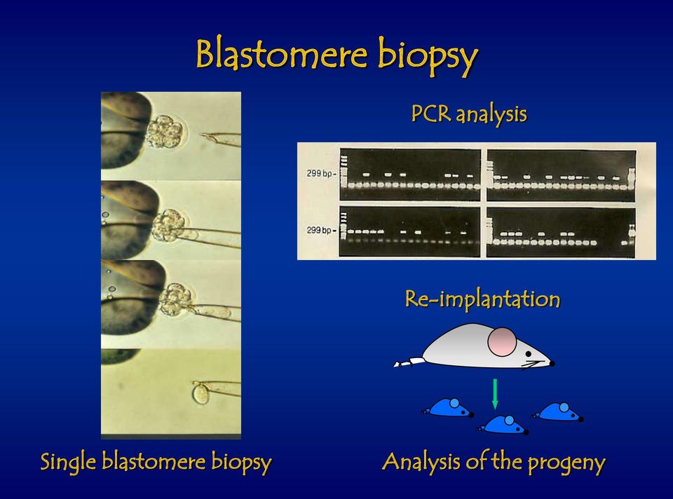 Single blastomere biopsy.