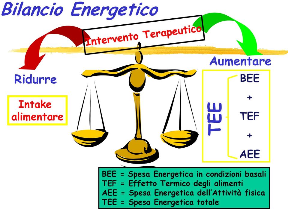 Energetica in condizioni basali TEF = Effetto Termico degli