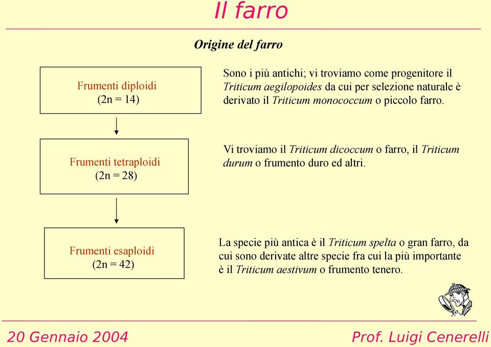 piccolo farro. Vi troviamo il Triticum dicoccum o farro, il Triticum durum o frumento duro ed altri.