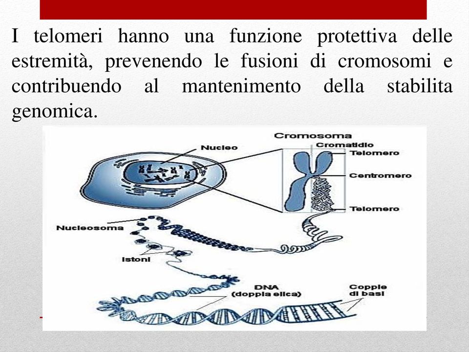 prevenendo le fusioni di cromosomi e