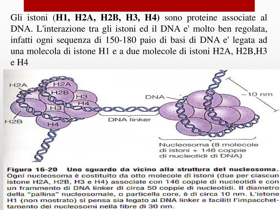 infatti ogni sequenza di 150-180 paio di basi di DNA e' legata ad