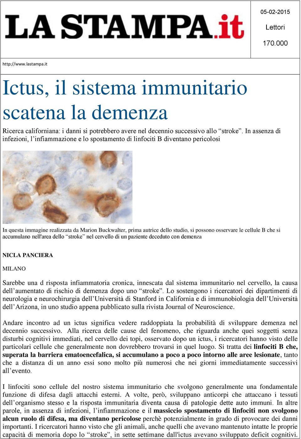 cellule B che si accumulano nell'area dello stroke nel cervello di un paziente deceduto con demenza NICLA PANCIERA MILANO Sarebbe una d risposta infiammatoria cronica, innescata dal sistema