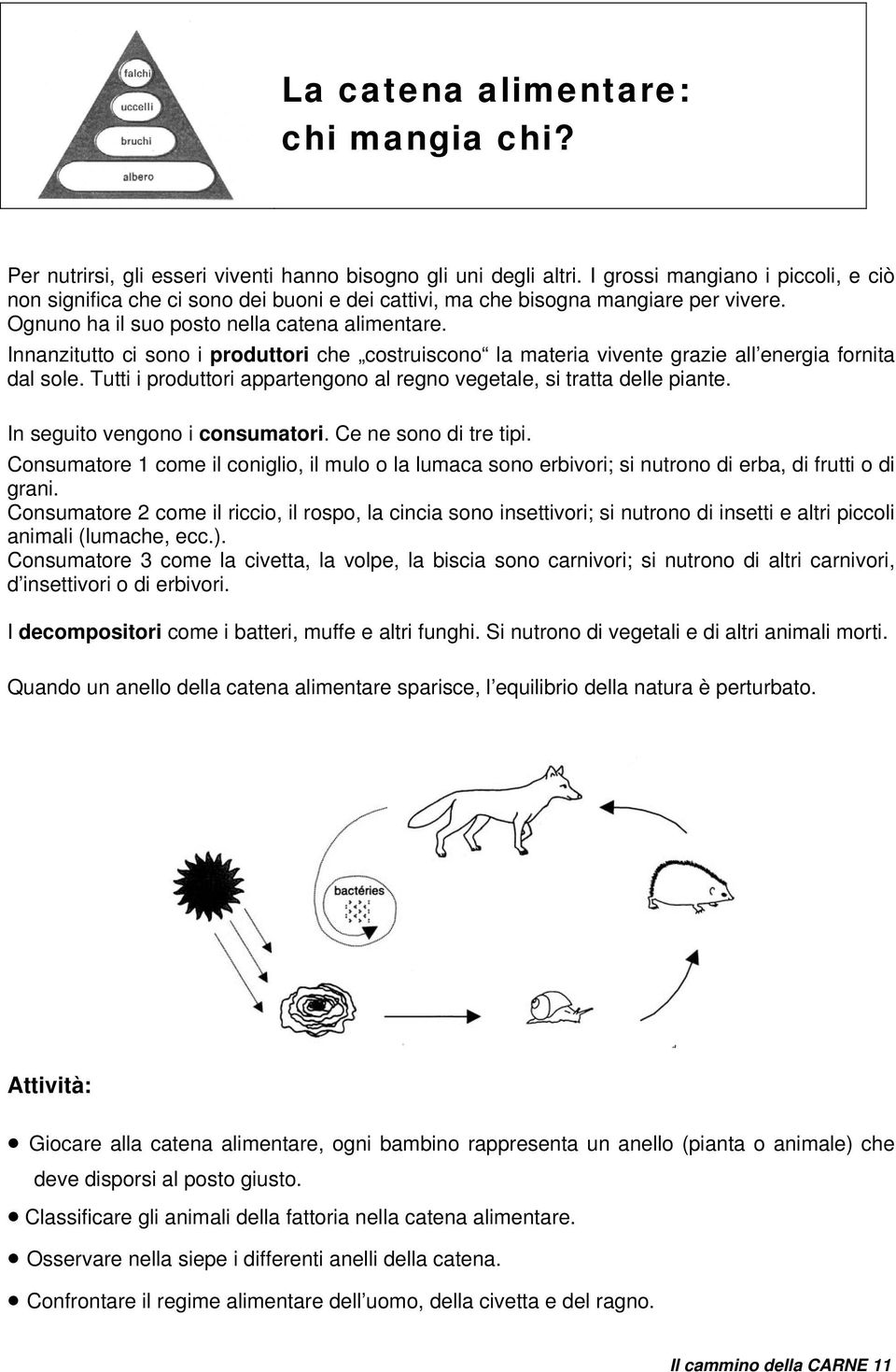 Innanzitutto ci sono i produttori che costruiscono la materia vivente grazie all energia fornita dal sole. Tutti i produttori appartengono al regno vegetale, si tratta delle piante.