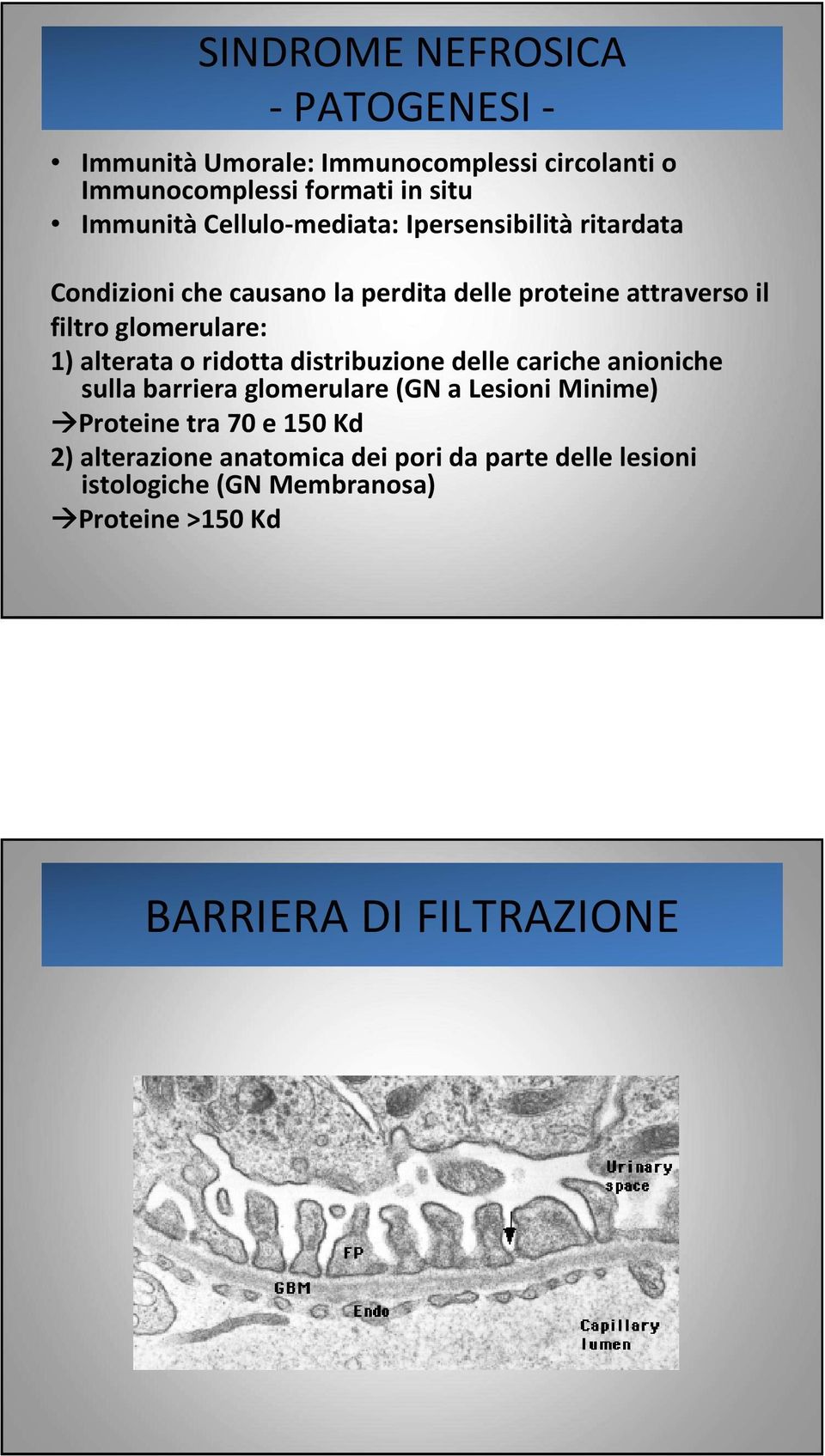 1) alterata o ridotta distribuzione delle cariche anioniche sulla barriera glomerulare (GN a Lesioni Minime) Proteine tra 70 e