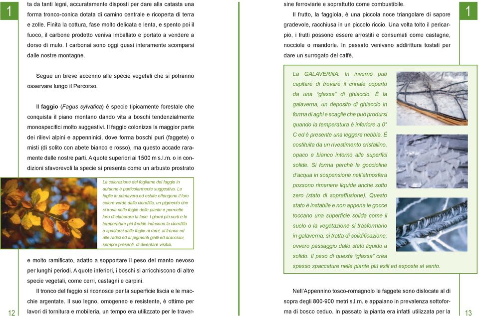 Una volta tolto il pericar- fuoco, il carbone prodotto veniva imballato e portato a vendere a pio, i frutti possono essere arrostiti e consumati come castagne, dorso di mulo.