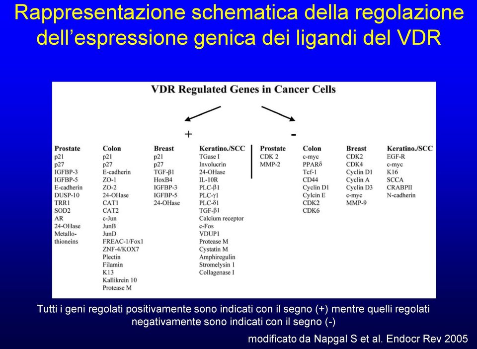 indicati con il segno (+) mentre quelli regolati negativamente sono