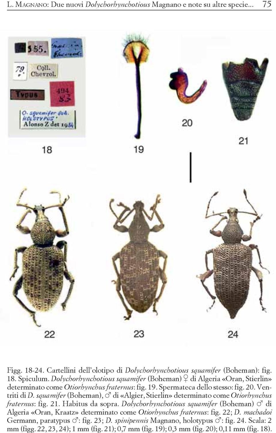 squamifer (Boheman), di «Algier, Stierlin» determinato come Otiorhynchus fraternus: fig. 21. Habitus da sopra.