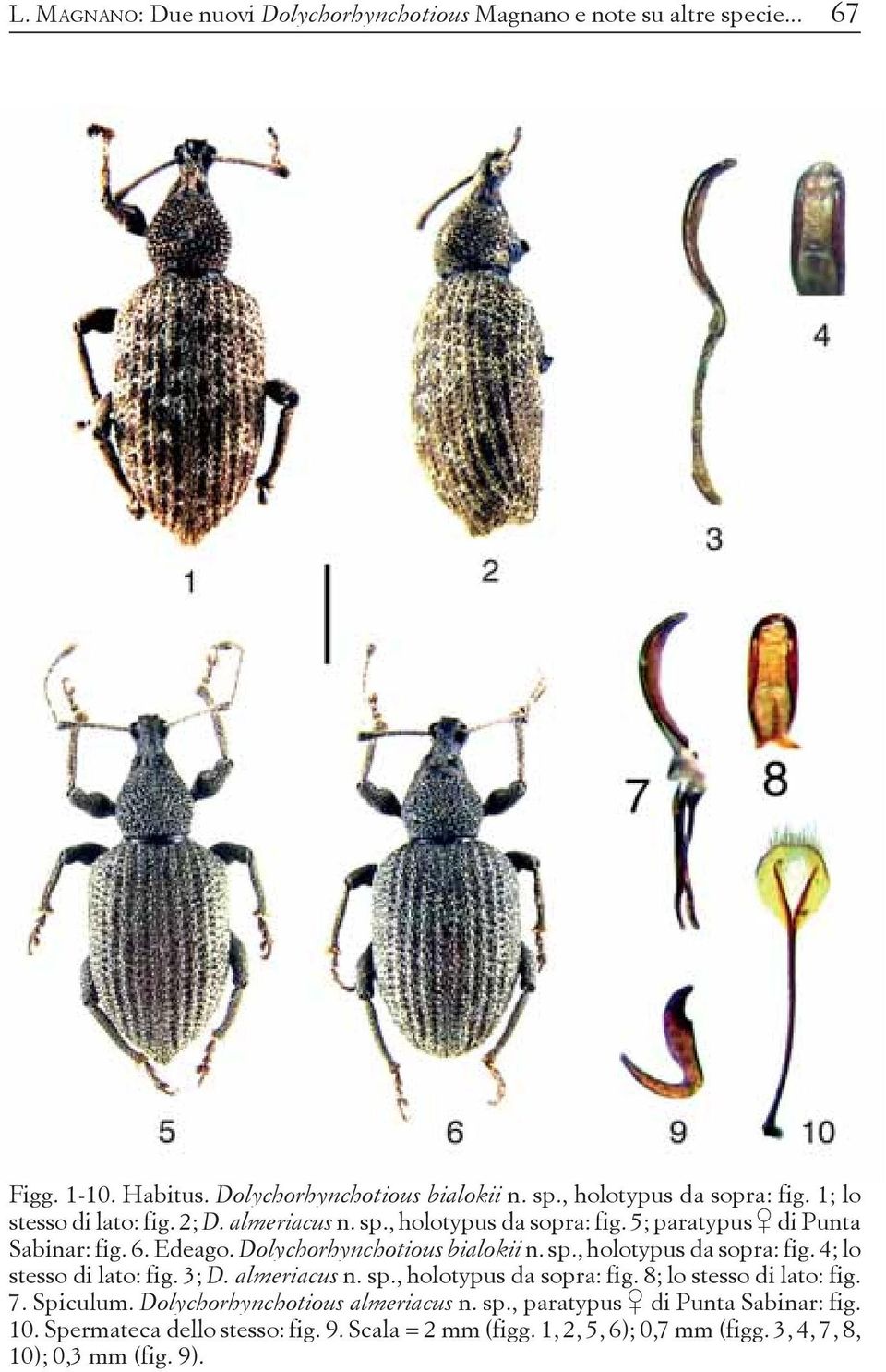 3; D. almeriacus n. sp., holotypus da sopra: fig. 8; lo stesso di lato: fig. 7. Spiculum. Dolychorhynchotious almeriacus n. sp., paratypus di Punta Sabinar: fig.