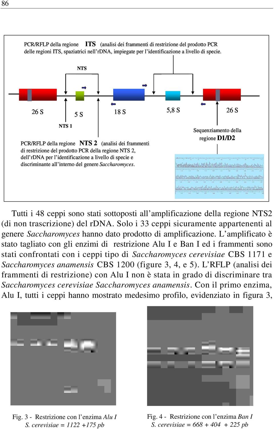 discriminante all interno del genere Saccharomyces. Sequenziamento della regione D1/D2 Tutti i 48 ceppi sono stati sottoposti all amplificazione della regione NTS2 (di non trascrizione) del rdna.