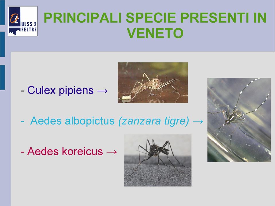 Culex pipiens - Aedes