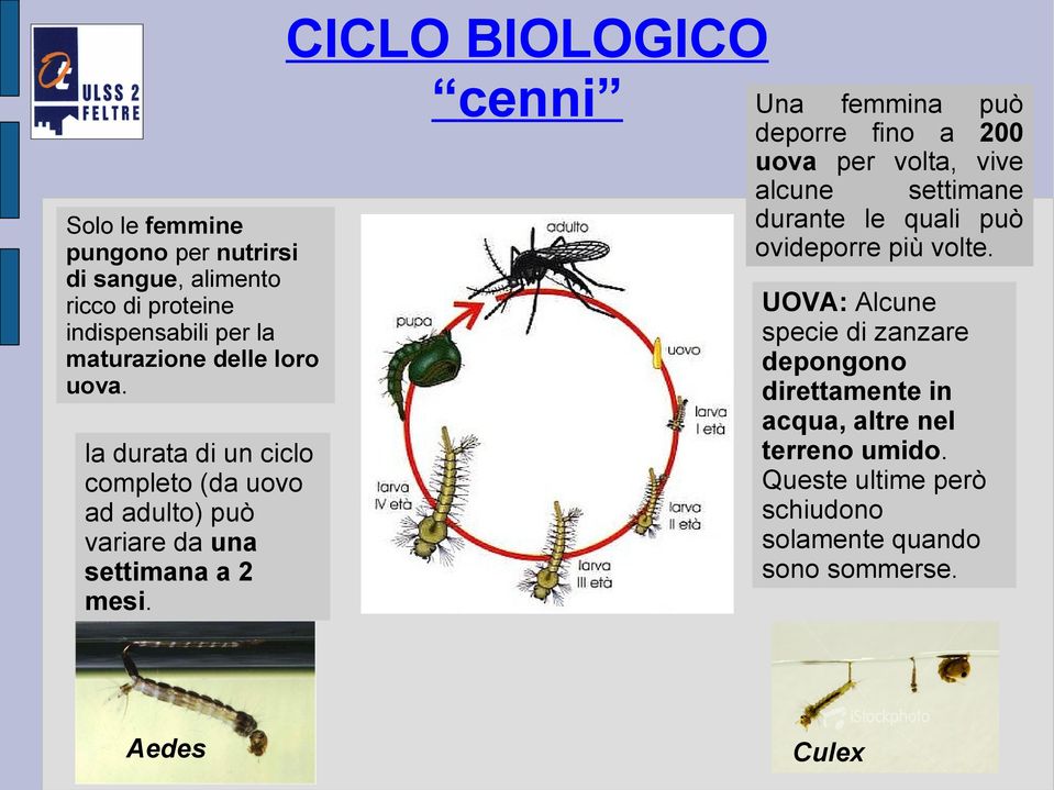 la durata di un ciclo completo (da uovo ad adulto) può variare da una settimana a 2 mesi.