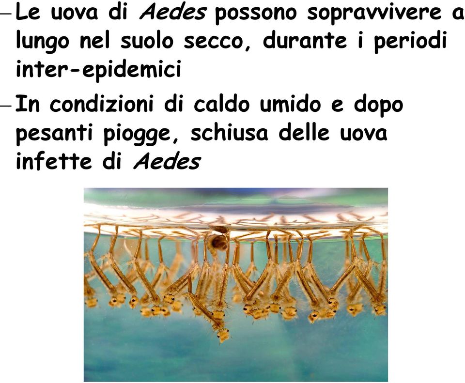 inter-epidemici In condizioni di caldo umido