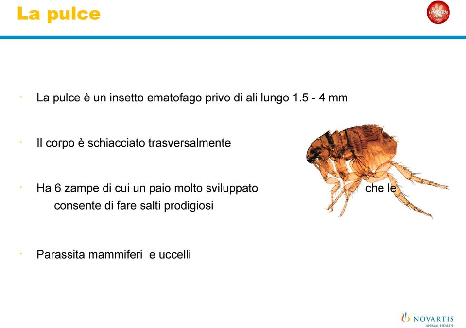 5-4 mm Il corpo è schiacciato trasversalmente Ha 6