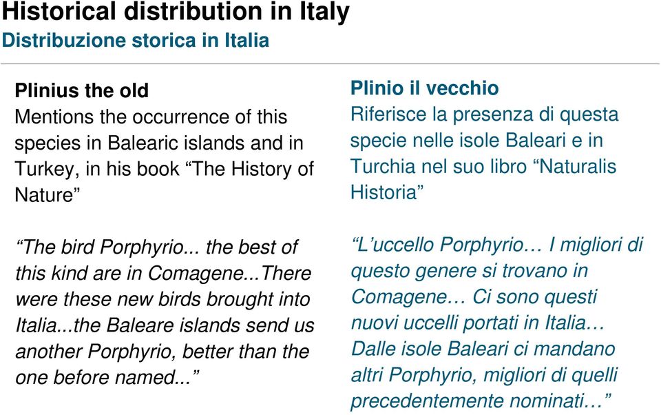 ..the Baleare islands send us another Porphyrio, better than the one before named.