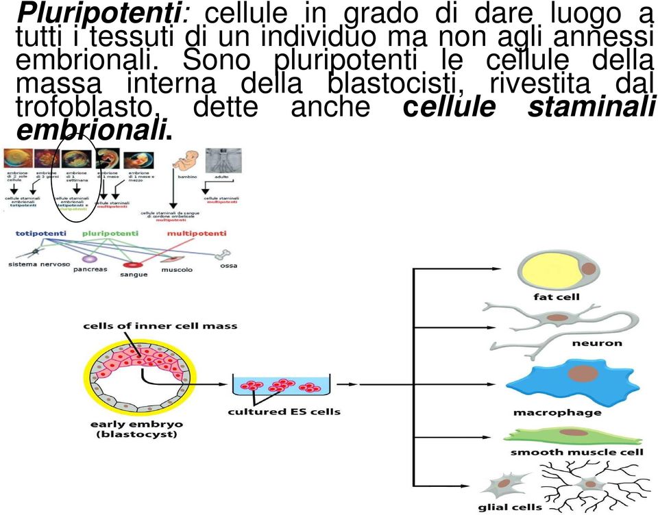 Sono pluripotenti le cellule della massa interna della