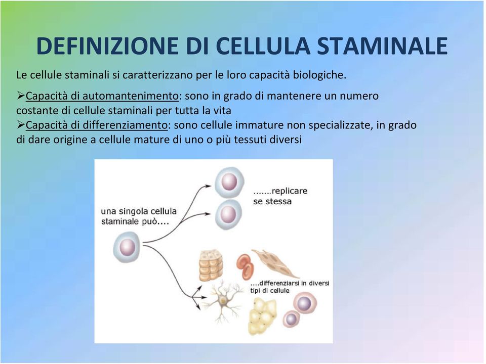 Capacità di automantenimento: sono in grado di mantenere un numero costante di cellule