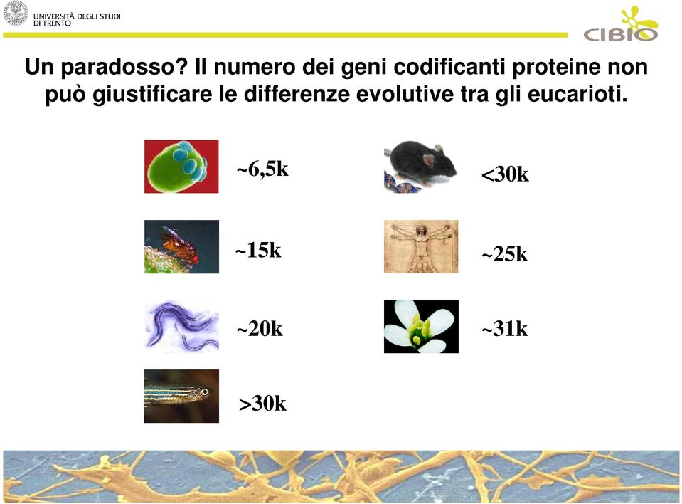 proteine non può giustificare le