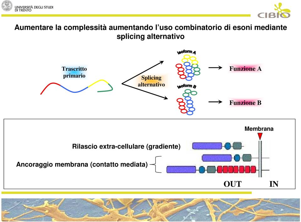 Splicing alternativo Funzione A Funzione B Membrana Rilascio