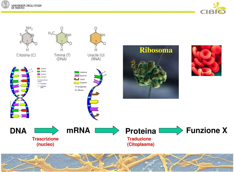 (nucleo) mrna