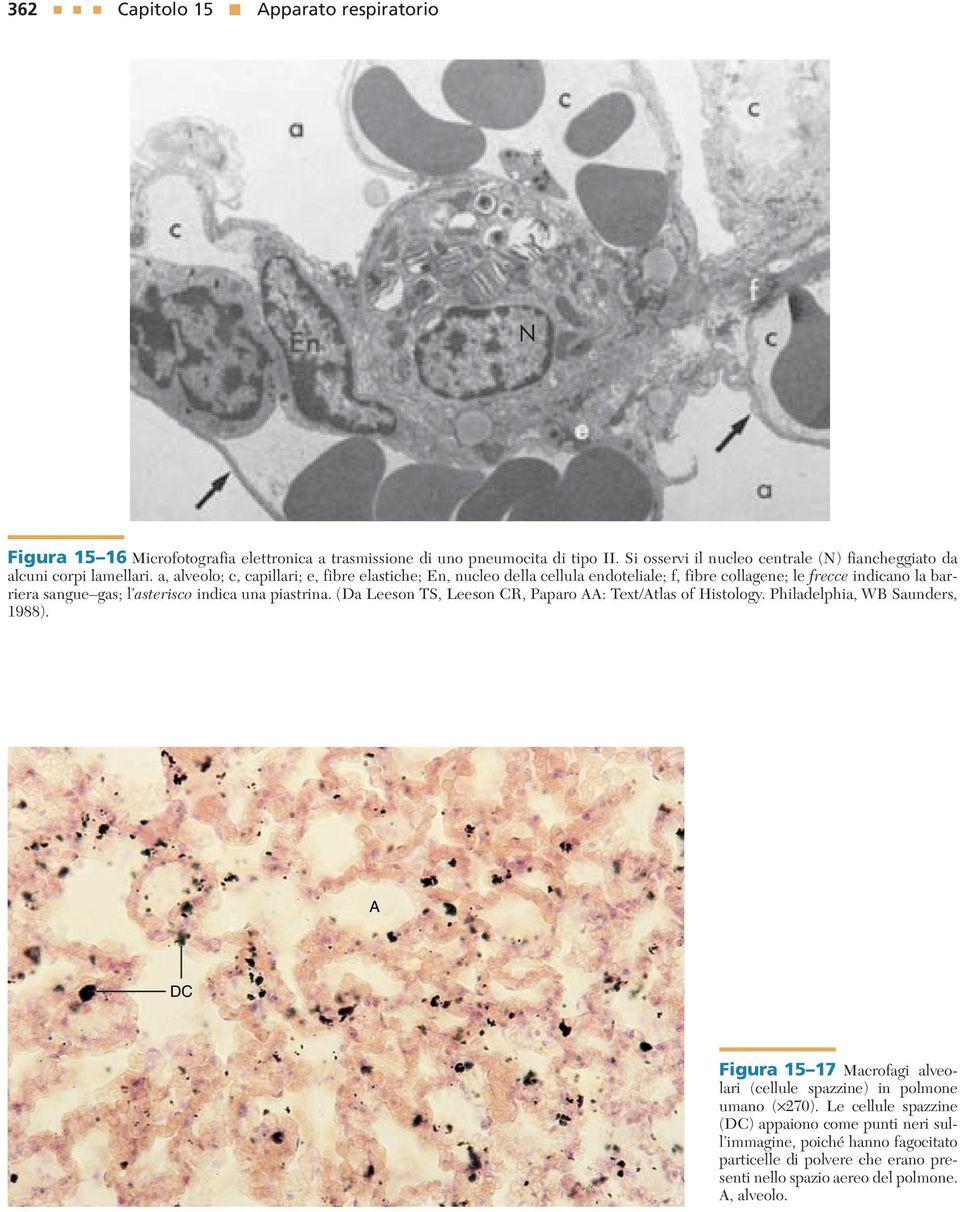 a, alveolo; c, capillari; e, fibre elastiche; En, nucleo della cellula endoteliale; f, fibre collagene; le frecce indicano la barriera sangue gas; l asterisco indica una piastrina.