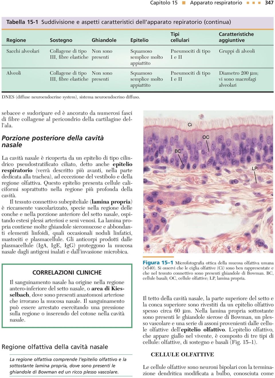 Squamoso Pneumociti di tipo Diametro 200 μm; III, fibre elastiche presenti semplice molto I e II vi sono macrofagi appiattito alveolari DNES (diffuse neuroendocrine system), sistema neuroendocrino