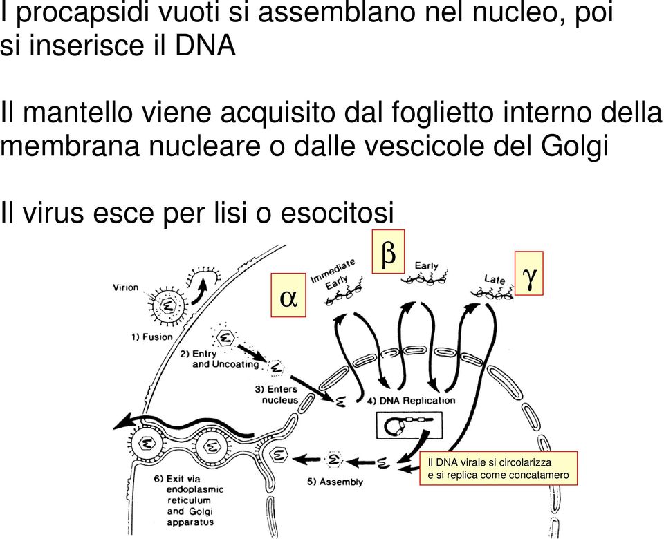 membrana nucleare o dalle vescicole del Golgi Il virus esce per