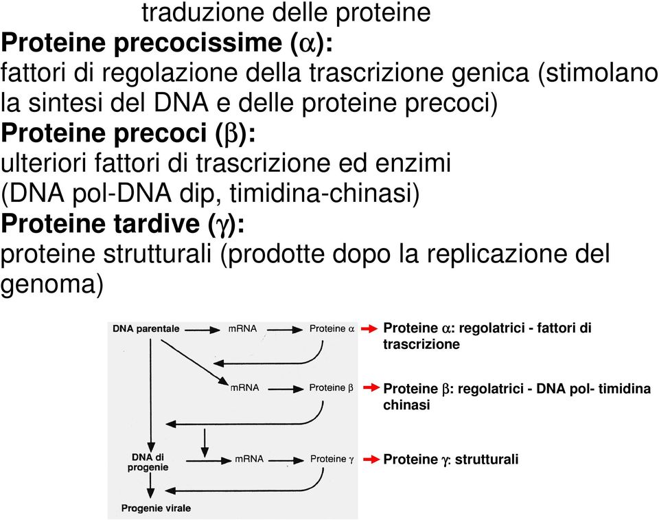 pol-dna dip, timidina-chinasi) Proteine tardive (γ): proteine strutturali (prodotte dopo la replicazione del genoma)