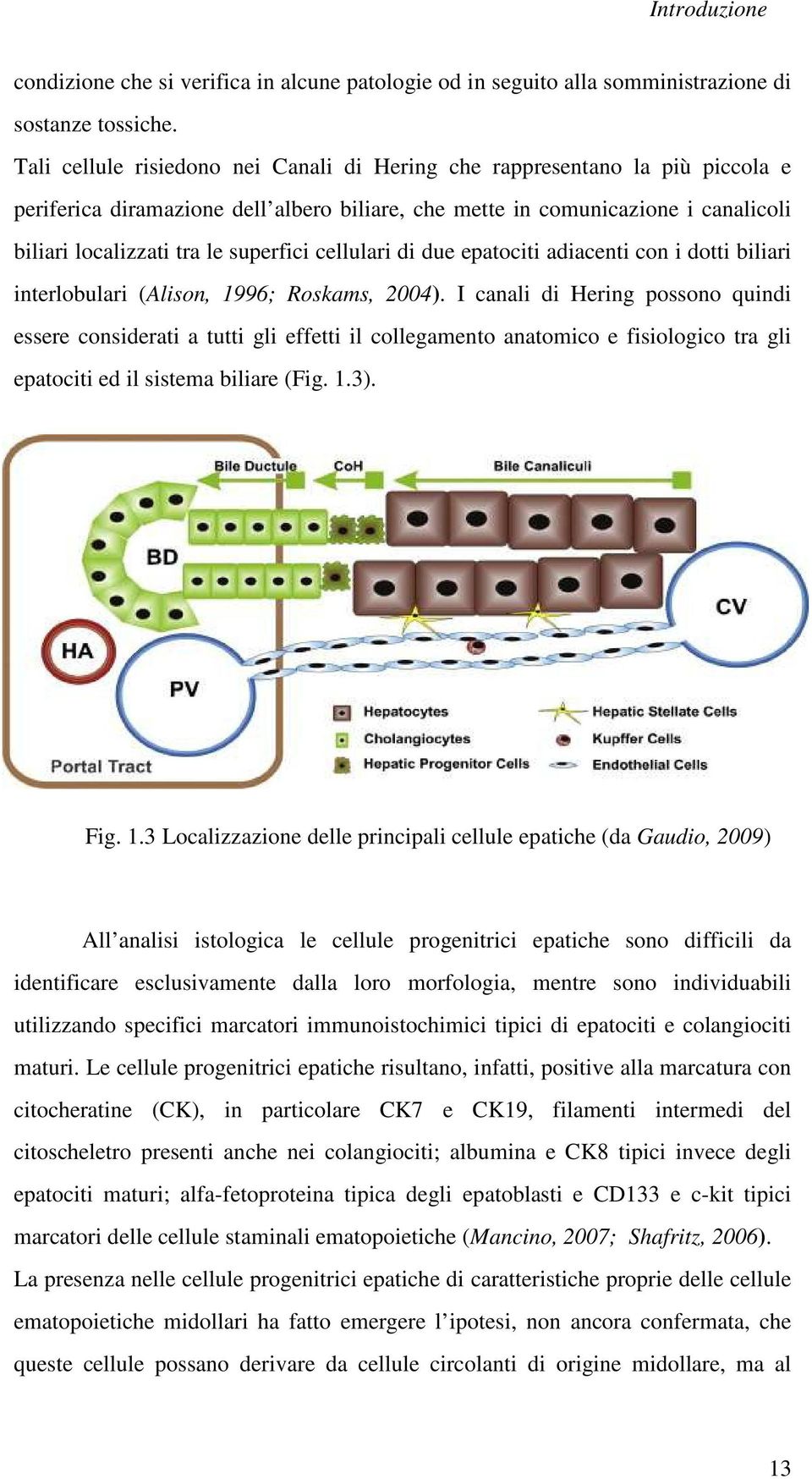 cellulari di due epatociti adiacenti con i dotti biliari interlobulari (Alison, 1996; Roskams, 2004).