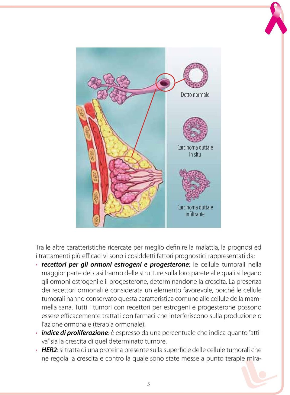 si legano gli ormoni estrogeni e il progesterone, determinandone la crescita.