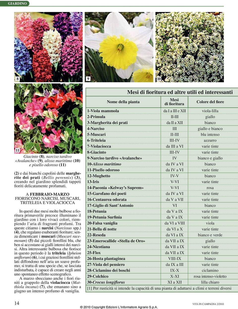 A FEBBRAIO-MARZO FIORISCONO NARCISI, MUSCARI, TRITELEIA E VIOLACIOCCA In questi due mesi molte bulbose a fioritura primaverile precoce illuminano il giardino con i loro vivaci colori, riempiendo l