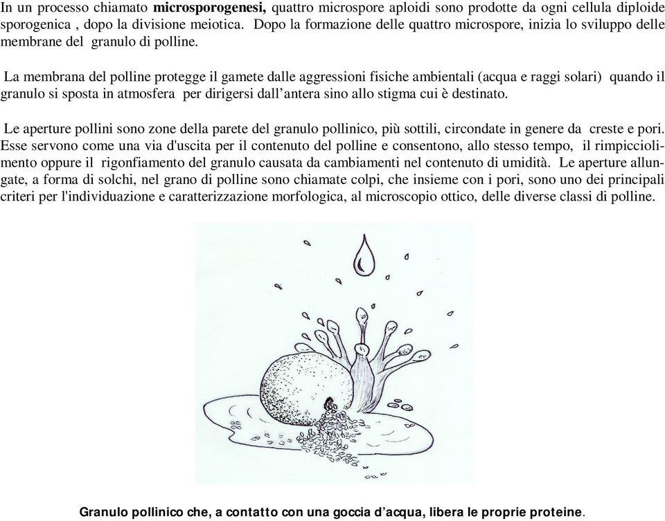 La membrana del polline protegge il gamete dalle aggressioni fisiche ambientali (acqua e raggi solari) quando il granulo si sposta in atmosfera per dirigersi dall antera sino allo stigma cui è