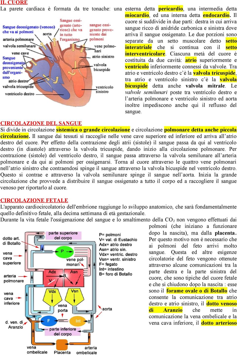 Le due porzioni sono separate da un setto muscolare detto setto interatriale che si continua con il setto interventricolare.