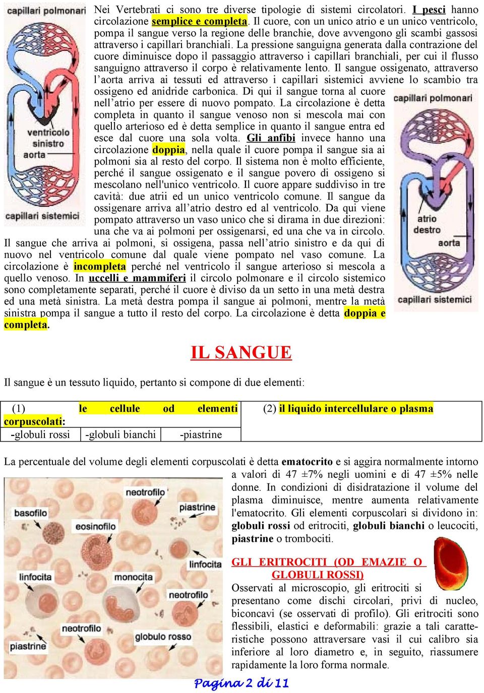 La pressione sanguigna generata dalla contrazione del cuore diminuisce dopo il passaggio attraverso i capillari branchiali, per cui il flusso sanguigno attraverso il corpo è relativamente lento.