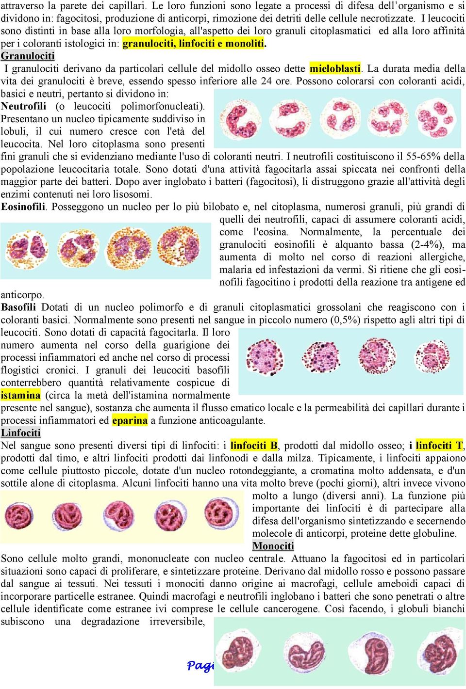 I leucociti sono distinti in base alla loro morfologia, all'aspetto dei loro granuli citoplasmatici ed alla loro affinità per i coloranti istologici in: granulociti, linfociti e monoliti.