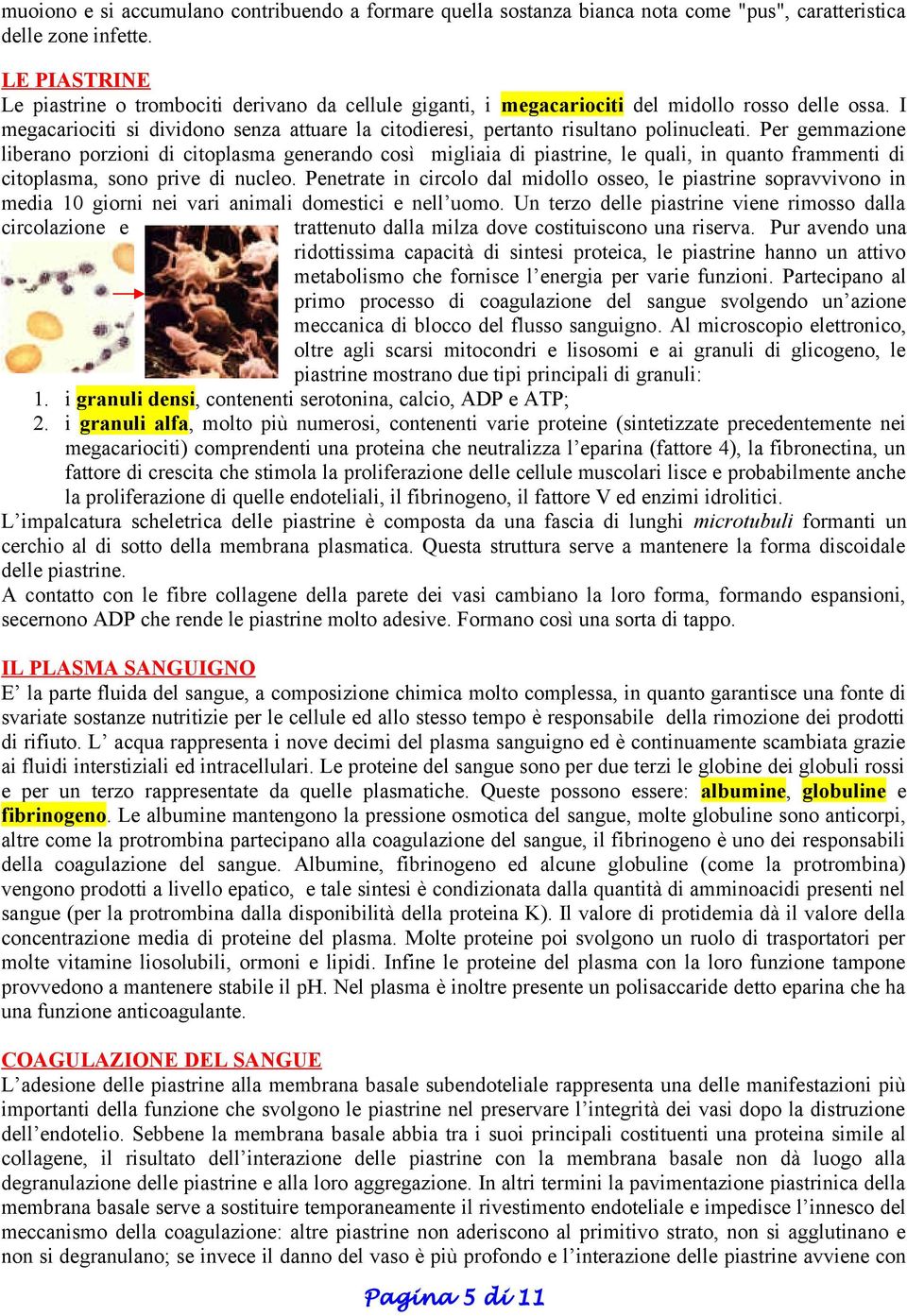 I megacariociti si dividono senza attuare la citodieresi, pertanto risultano polinucleati.