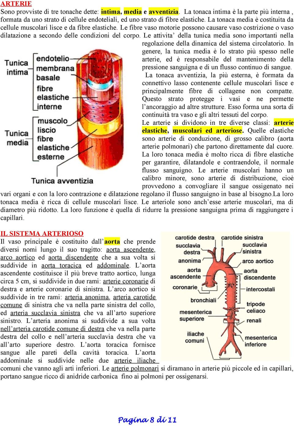 Le attivita della tunica media sono importanti nella regolazione della dinamica del sistema circolatorio.