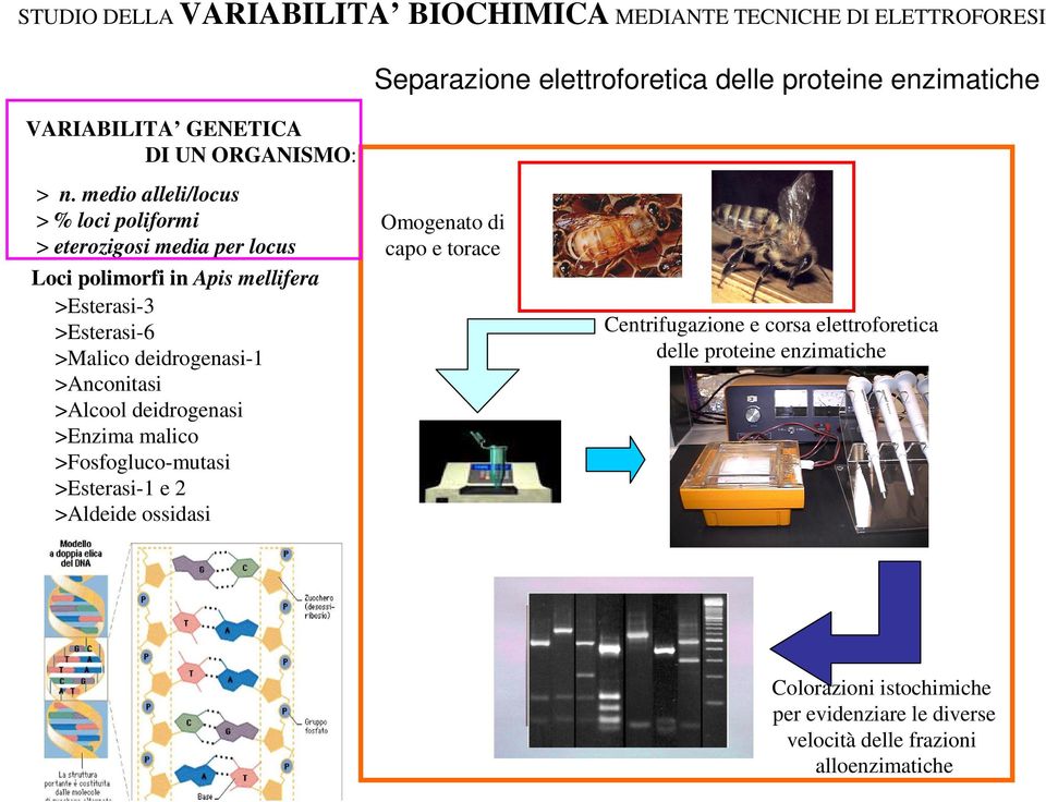 medio alleli/locus > % loci poliformi > eterozigosi media per locus Loci polimorfi in Apis mellifera >Esterasi-3 >Esterasi-6 >Malico deidrogenasi-1