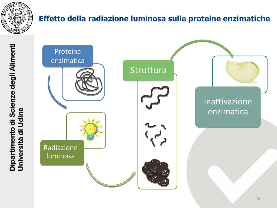 Proteina enzimatica Struttura