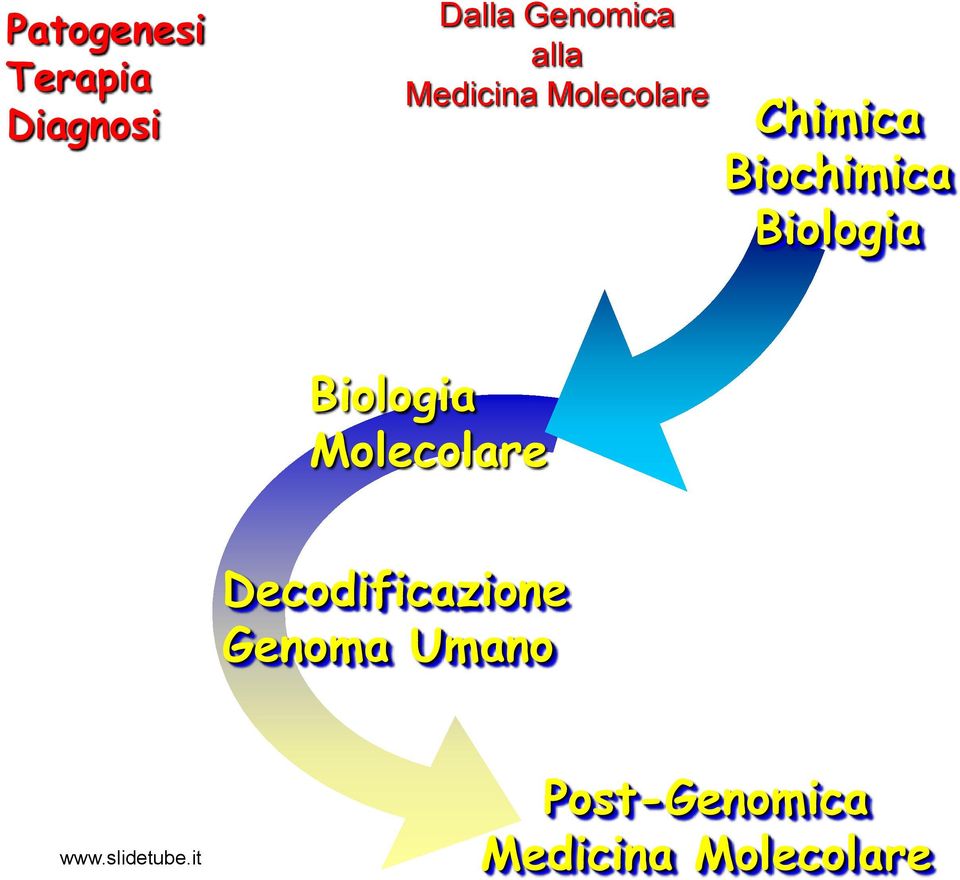 Biologia Biologia Molecolare Decodificazione