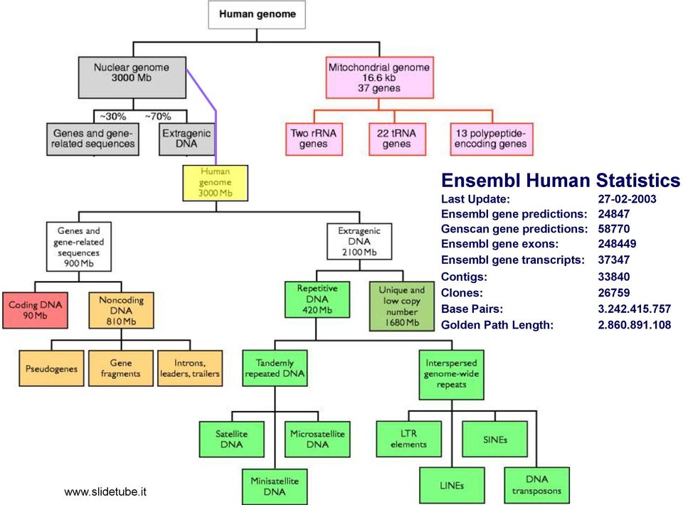 exons: 248449 Ensembl gene transcripts: 37347 Contigs: 33840