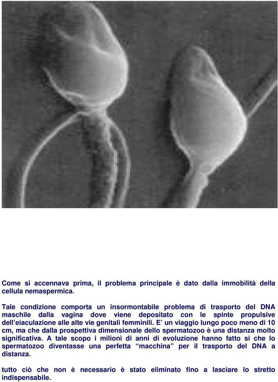 alte vie genitali femminili. E un viaggio lungo poco meno di 10 cm, ma che dalla prospettiva dimensionale dello spermatozoo è una distanza molto significativa.