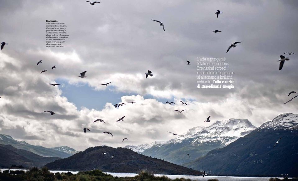 Basta sollevare lo sguardo dall immensa estensione di nevi per incrociare le più svariate specie: skua,