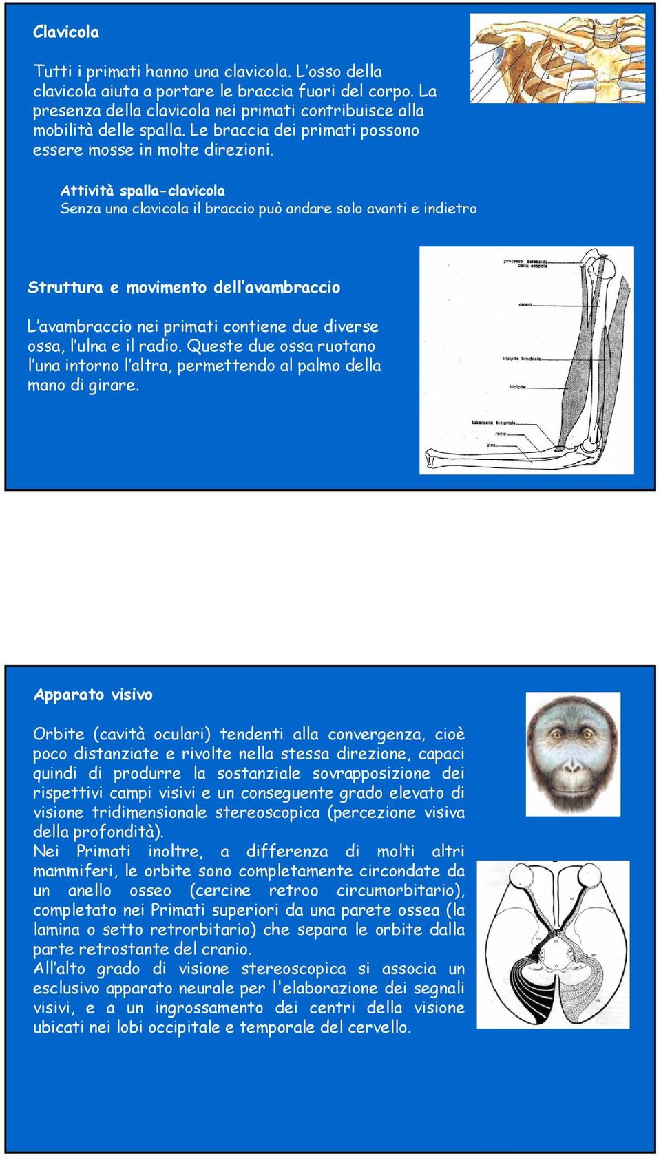 Attività spalla-clavicola Senza una clavicola il braccio può andare solo avanti e indietro Struttura e movimento dell avambraccio L avambraccio nei primati contiene due diverse ossa, l ulna e il