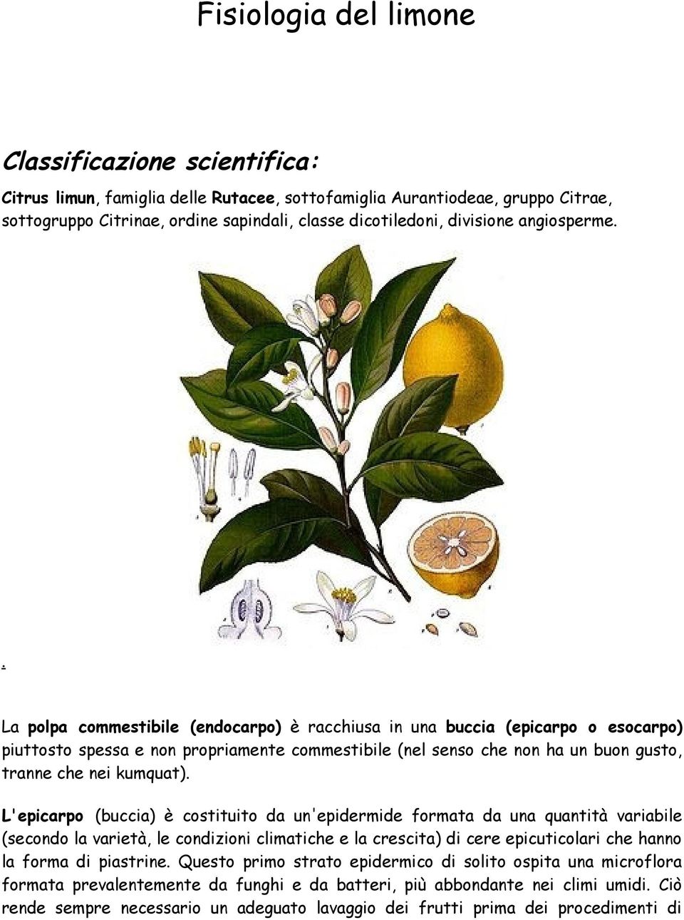 . La polpa commestibile (endocarpo) è racchiusa in una buccia (epicarpo o esocarpo) piuttosto spessa e non propriamente commestibile (nel senso che non ha un buon gusto, tranne che nei kumquat).