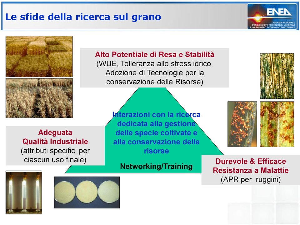 specifici per ciascun uso finale) Interazioni con la ricerca dedicata alla gestione delle specie coltivate