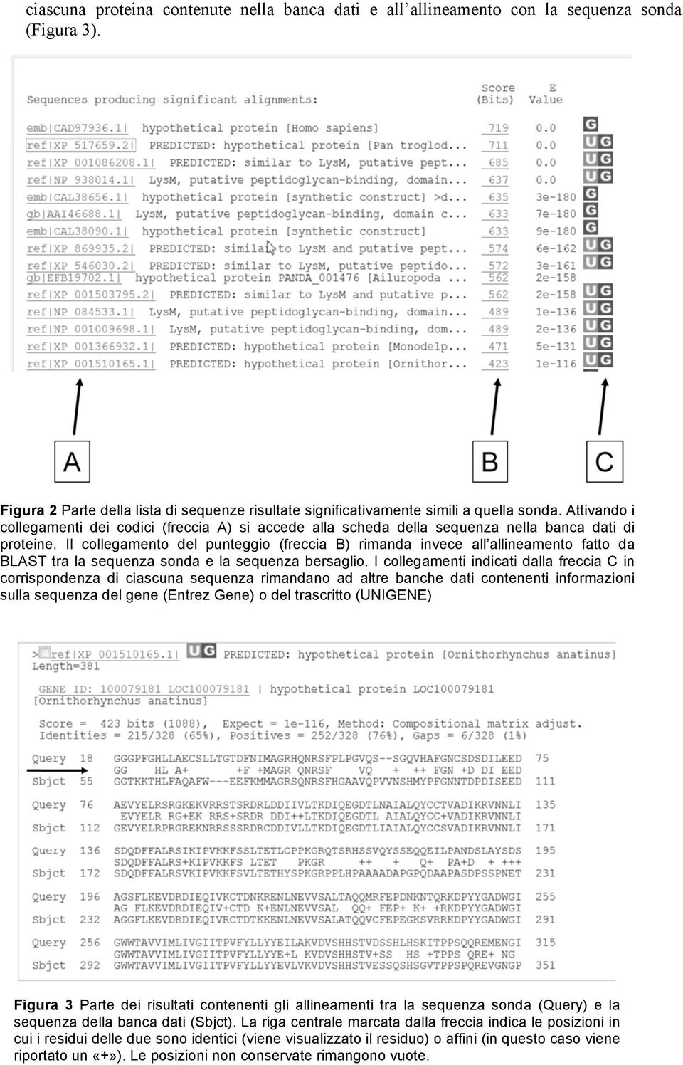 Il collegamento del punteggio (freccia B) rimanda invece all allineamento fatto da BLAST tra la sequenza sonda e la sequenza bersaglio.