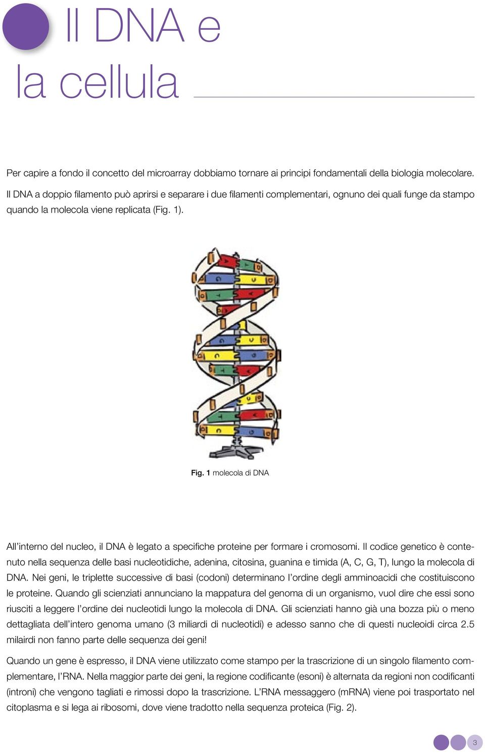 1 molecola di DNA All interno del nucleo, il DNA è legato a specifiche proteine per formare i cromosomi.